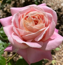 Роза шраб японская Сисиль де Воланж (нежно-розов) Сиберика