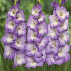 Гладиолус Блу Сторм 10/12 (10шт./уп.) (Солн.сад)