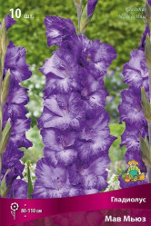 Гладиолус Мав Мьюз 10/12 (10шт./уп.) (Солн.сад)