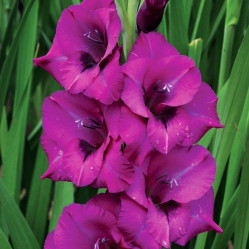 Гладиолус Пёпл Даймонд 10/12 (10шт./уп.) (Солн.сад)