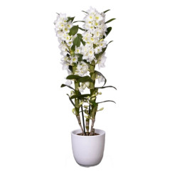 Дендробиум Нобиле Микс 2 ст (D-12 Н-43)