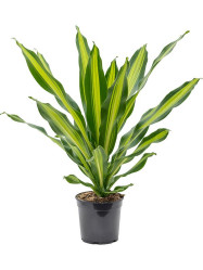 Драцена Фраг Барли 21/80