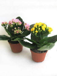 Каланхоэ Каландива микс (9/15)