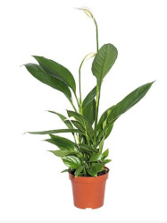 Спатифиллум Алана (D-12, H-50)