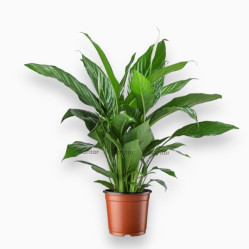 Спатифиллум Беллини (D-13, H-40)