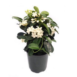 Стефанотис Флорибунда 3-5 (D-12 Н45)