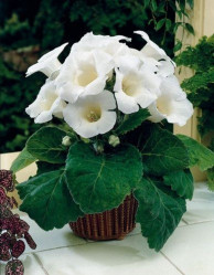 Глоксиния Монблан 5/6 (1шт./уп.) (Солн.Сад)