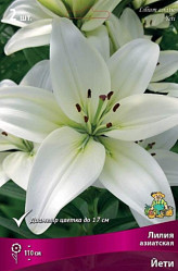 Лилия Йети (азиат.,бел.) 12/14 (5шт./уп.) (Солн.сад)