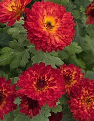 Хризантема корейская Авиньон (1шт./уп.) (Солн.сад)