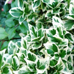 Бересклет Форчуна Сильвер Квин Поиск