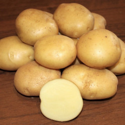 Картофель сем. Метеор (суперэлита) (2кг./уп.) Новинка!