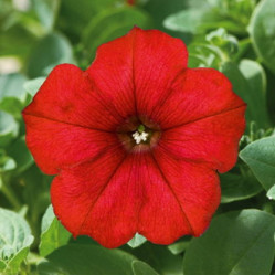 Петуния Cascadias Chili Red (P9)