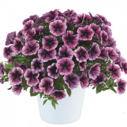 Петуния Cascadias Purple Ice (P9)