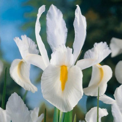 Ирис Голландский Уфйт ван Влиет (10шт./уп.) (Солн.сад)