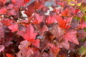 Пузыреплодник калинолистный Андре (40/60, с15) кфх