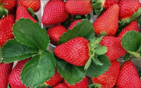 Земляника садовая Эми (Р9) П.