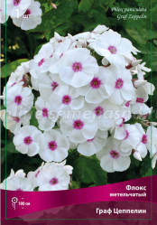 Флокс метельч. Граф Цеппелин (1шт./уп.) (Солн.сад)