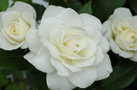 Роза плетист. Клайминг Айсберг (белый) Поиск