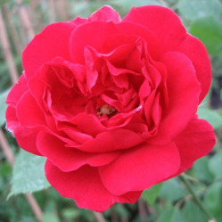 Роза плетист. Пауль Скарлет Клайминг (красн.)