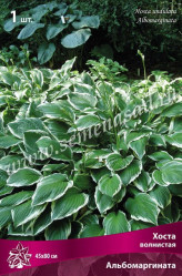 Хоста волнистая Альбомаргината (1шт./уп.) (Солн.сад)