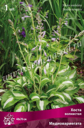 Хоста волнистая Медиовариегата (1шт./уп.) (Солн.сад)