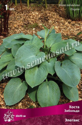 Хоста Зибольда Элеганс (бел.цветки,голуб.-зел.лист,крупная) (1шт./уп.) (Солн.сад)