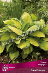 Хоста Форчуна Голд Стандарт (1шт./уп.) (Солн.сад)