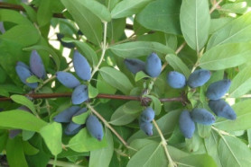 Жимолость съедоб. Лазурная (средний)
