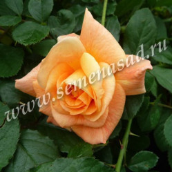 Роза парковая Вестерлэнд (оранж.)