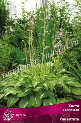 Хоста волнистая Унивитата (1шт./уп.) (Солн.сад)
