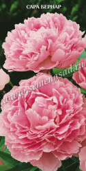 Пион молочноцветковый Сара Бернар (бледно-розов., розовид.) (1шт./уп.) (Солн.сад)
