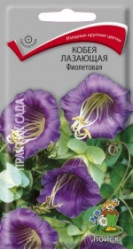 Кобея лазающая Фиолетовая однол. 5шт. (Поиск)