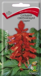 Сальвия сверкающая Скарлет однол. 0,3гр. (Поиск)