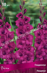 Гладиолус Пламтат 10/12 (10шт./уп.) (Солн.сад)