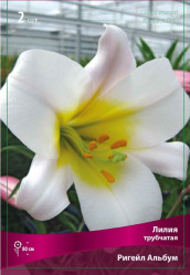 Лилия Ригейл Албум (трубч.,) 14/16 (2шт./уп.) (Солн.сад)