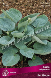 Хоста гибр. Биг Дэдди (бел.цветки,темно-голуб.листья,крупн.) (1шт./уп.) (Солн.сад)