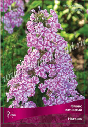 Флокс пятнист. Наташа (1шт./уп.) (Солн.сад)