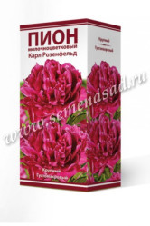 Пион молочноцветковый Карл Розенфельд (полурозовид.,фиол-красн) (1шт./уп.) (Солн.сад)