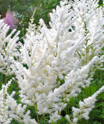Астильба Арендса Диамант (бел.) (1шт./уп.) (Солн.сад)