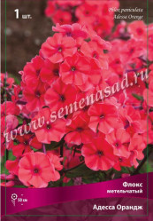 Флокс метельч. Адесса Ориндж (оранж.-красн.) (1шт./уп.) (Солн.сад)