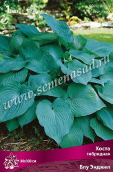 Хоста гибр. Блу Энджел (1шт./уп.) (Солн.сад)
