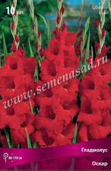 Гладиолус Оскар (темно-красн.) 12/14 (10шт./уп.) (Солн.сад/10)