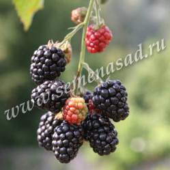 Ежевика Тонфри Поиск