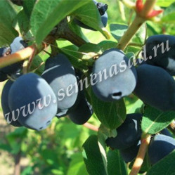 Жимолость съедоб. Нижегородская ранняя Поиск