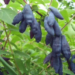 Жимолость съедоб. Фиалка (средний) Поиск