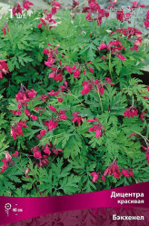 Дицентра красивая Бэкхэнэл (красн.) (1шт./уп.) (Солн.сад)