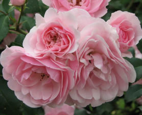 Роза флор. Боника (розов.) (Поиск)