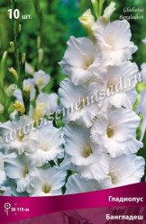 Гладиолус Бангладеш (белый) 12/14 (10шт./уп.) (Солн.сад/09)