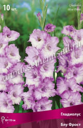 Гладиолус Блу Фрост (бел.,сиренев.край) 12/14 (10шт./уп.) (Солн.сад/12)