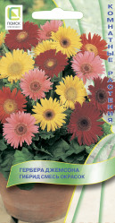 Гербера Джемсона Гибрид Смесь окрасок 10шт. (комн.раст.) (Поиск)